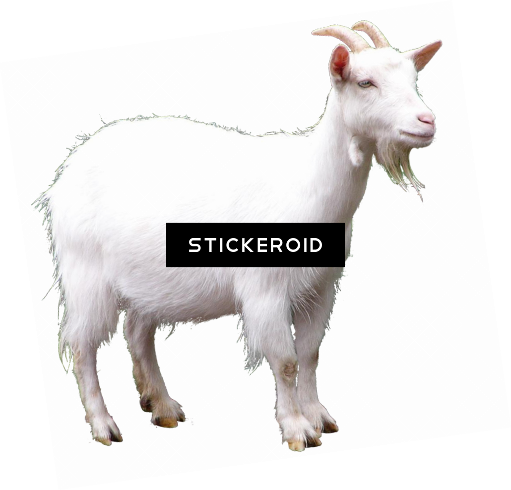 White Goat Black Background