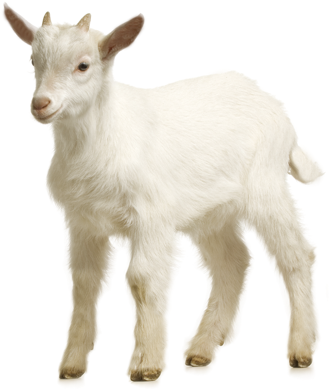 White Goat Kid Standing