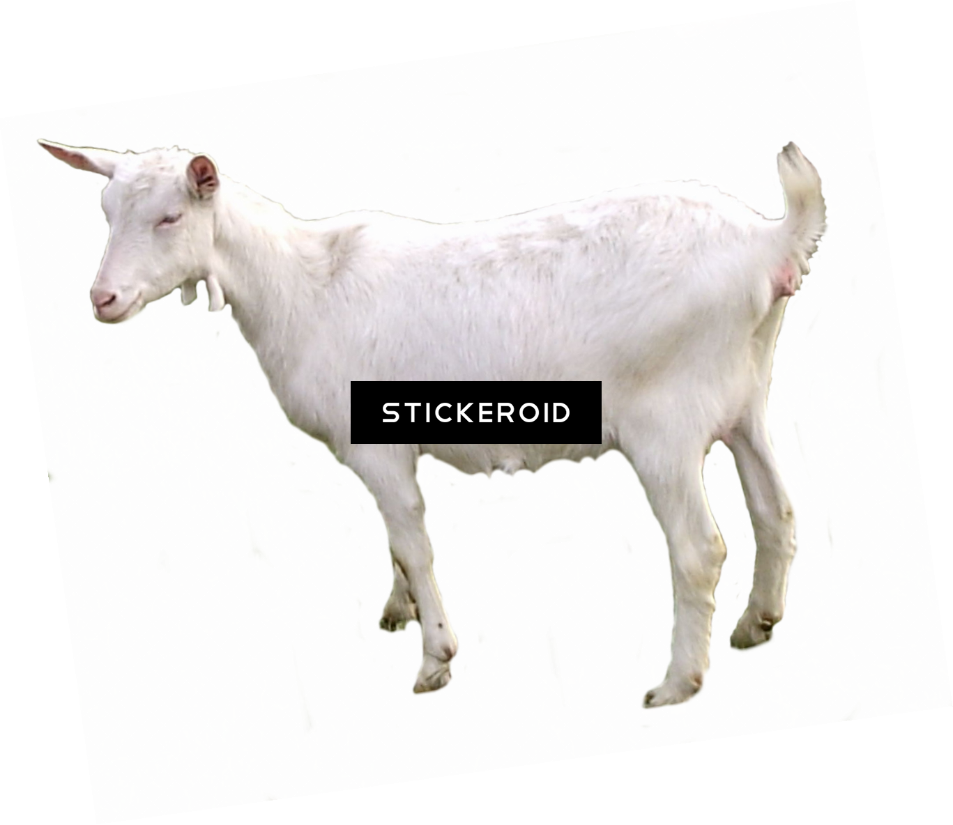 White Goat No Horns Cutout