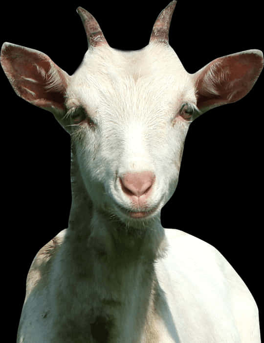 White Goat Portrait