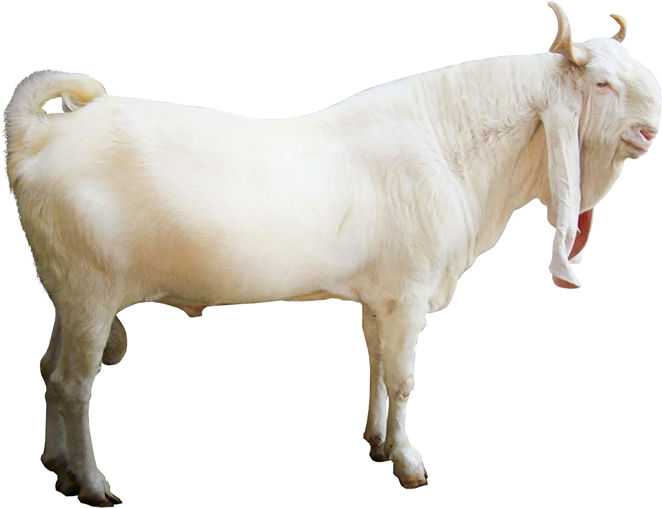 White Goat Standing Transparent Background.png