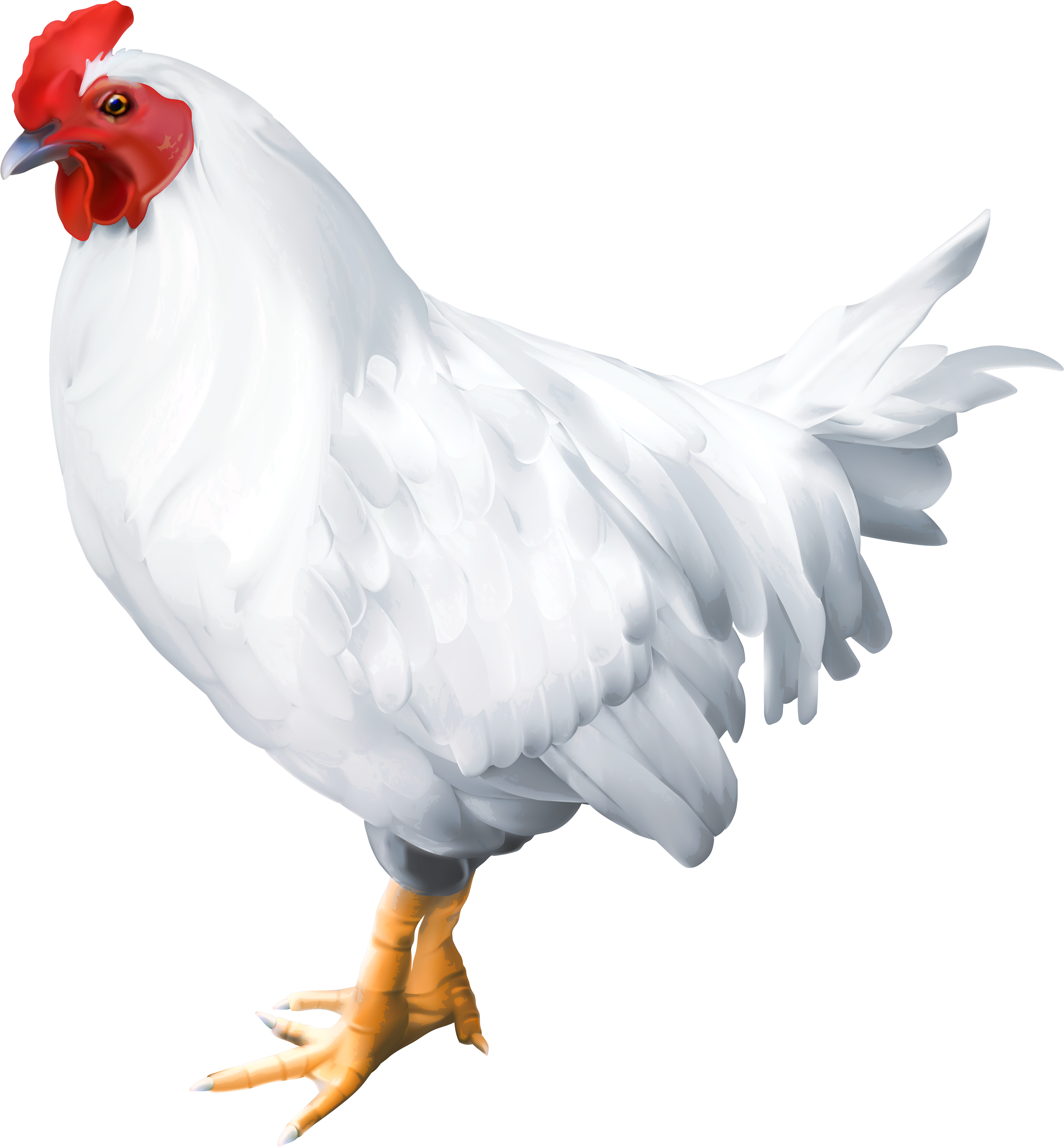 White Hen Illustration.png