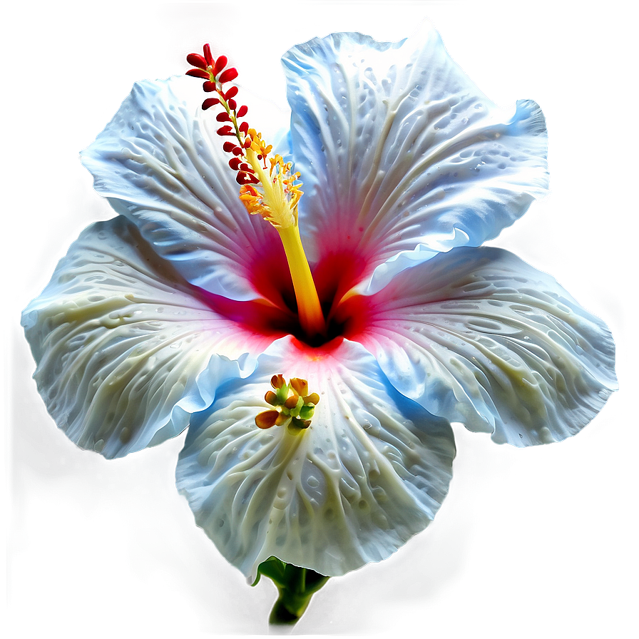 White Hibiscus Flower Png Wbp93