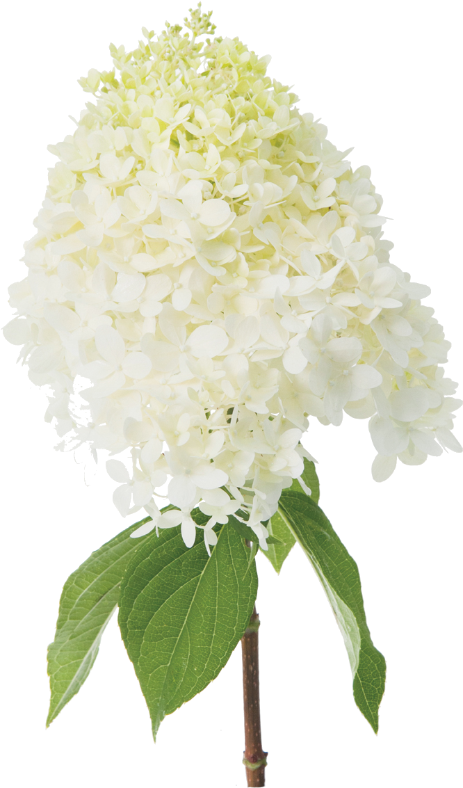 White Hydrangea Bloom