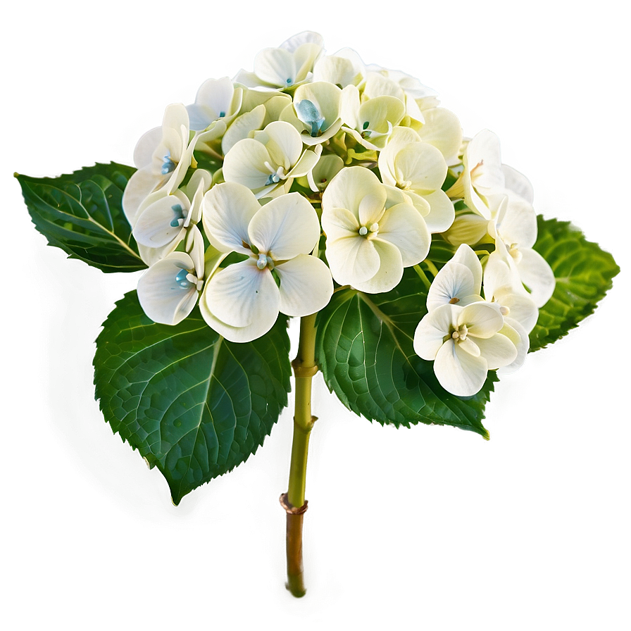 White Hydrangea Flower Png 80