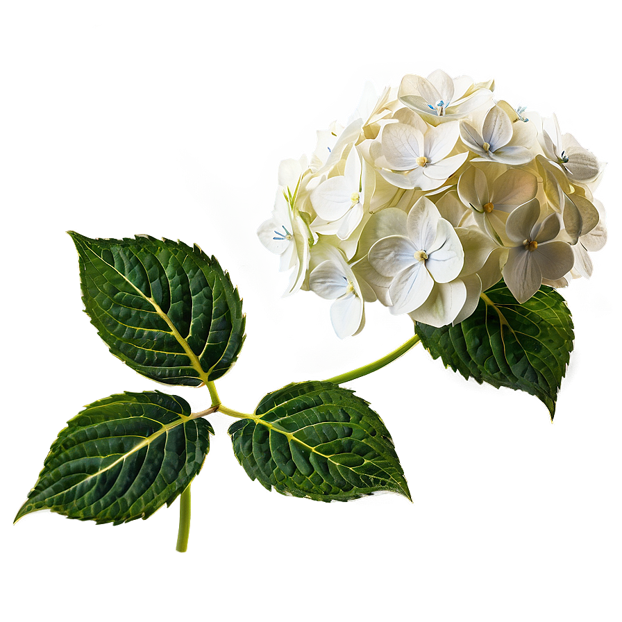 White Hydrangea Flower Png 97