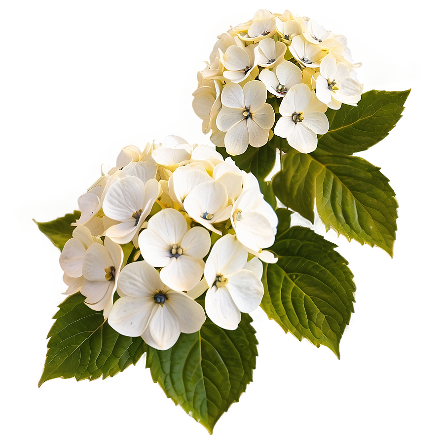 White Hydrangea Flower Png Niv92