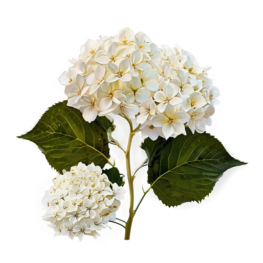 White Hydrangeas Flowers Png 05242024