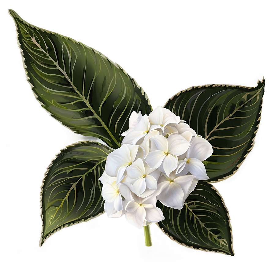 White Hydrangeas Flowers Png Sei75