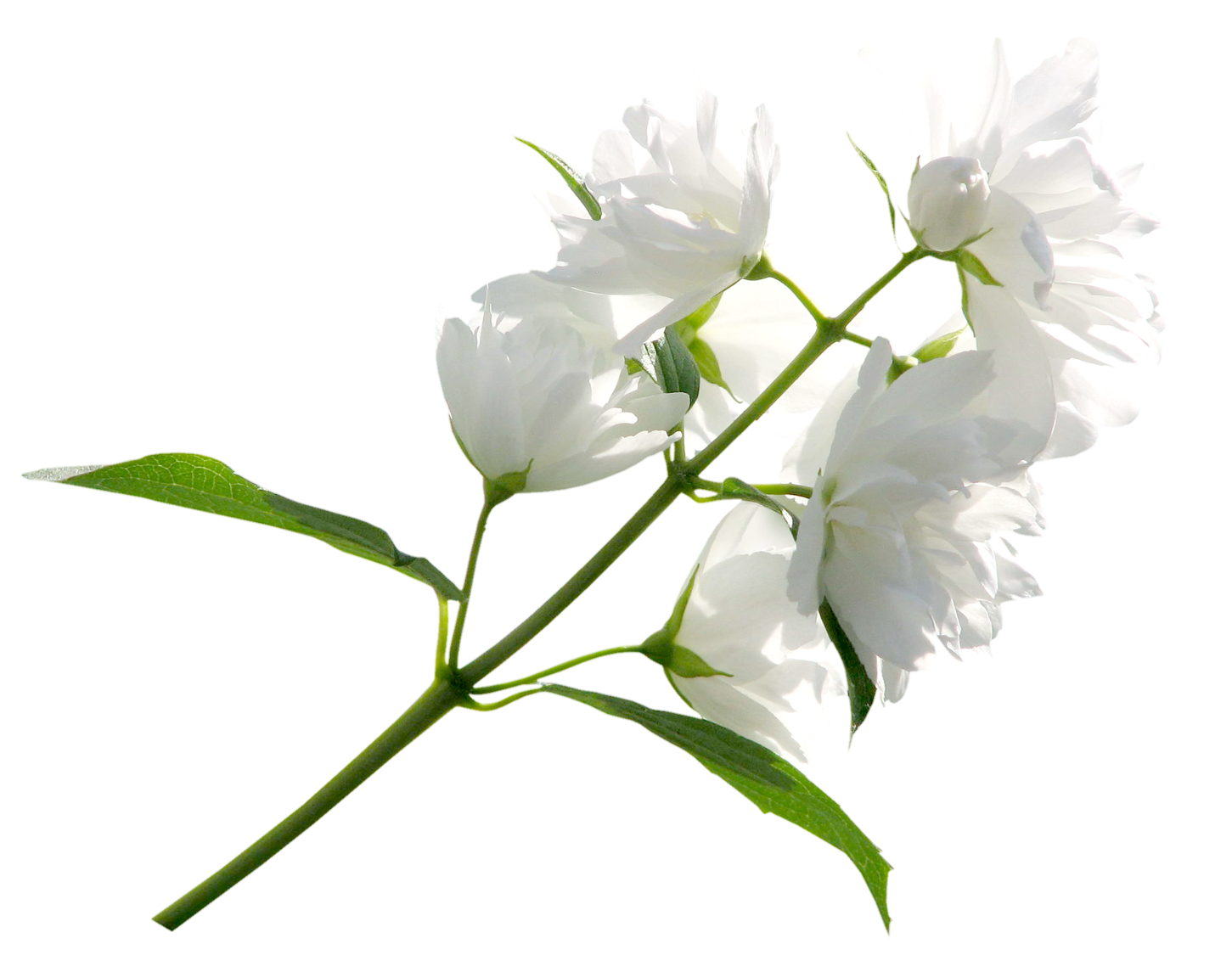 White Jasmine Flowers Transparent Background