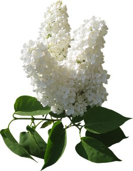 White Lilac Bloom Black Background