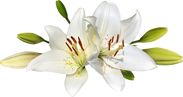 White Lily Blossoms.png