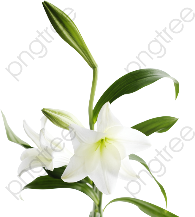 White Lily Transparent Background