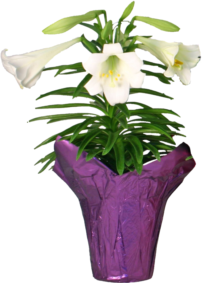 White Lilyin Purple Wrapped Pot