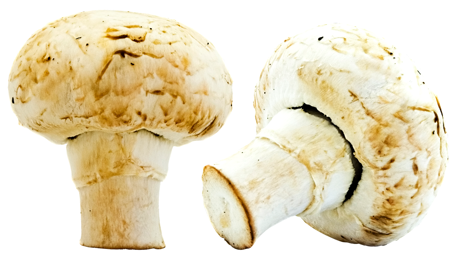 White Mushrooms Isolated Background