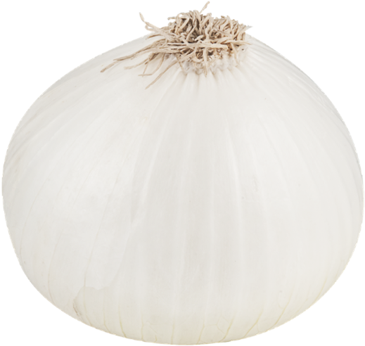 White Onion Single Isolated