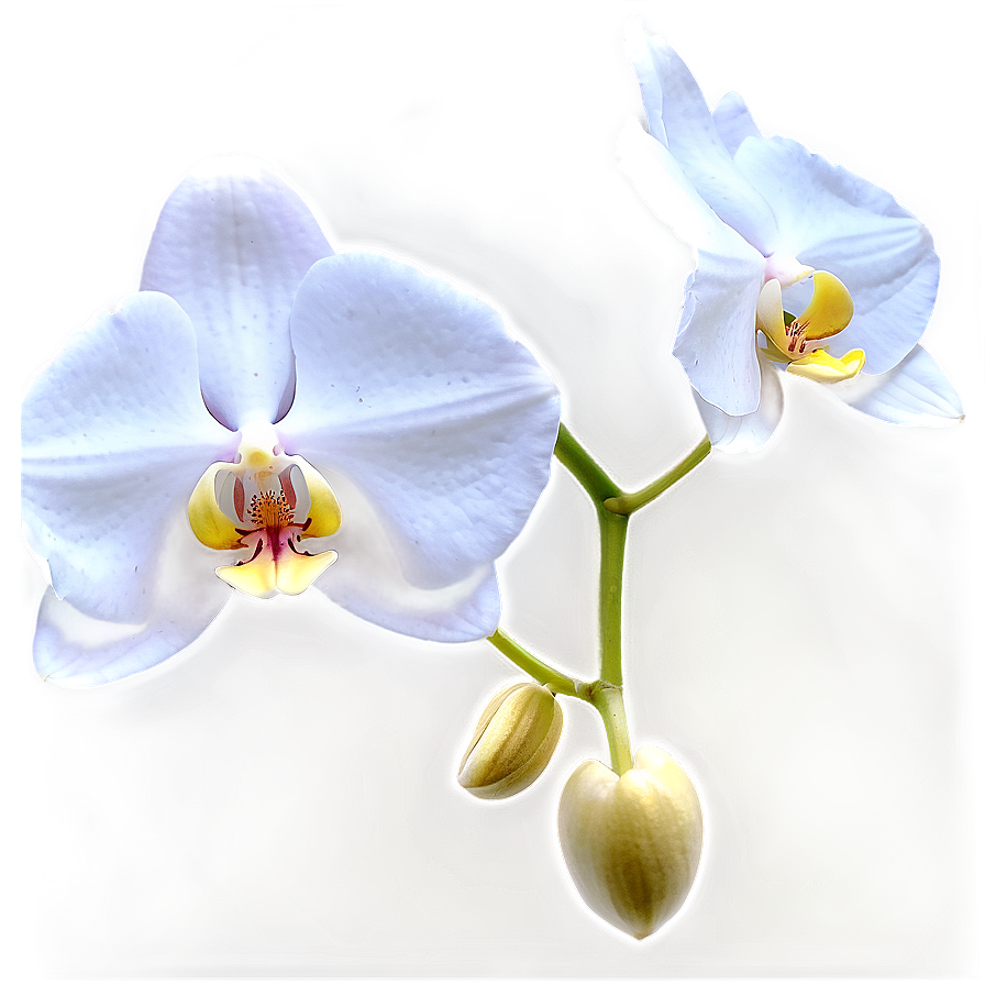 White Orchid Png 05242024