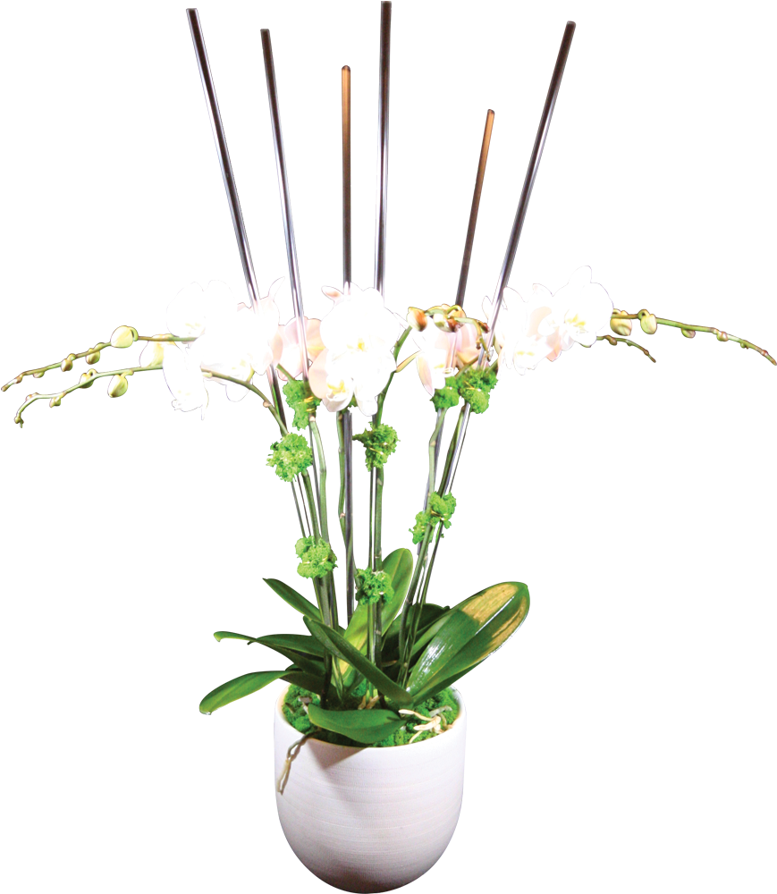 White Orchid Potted Plant