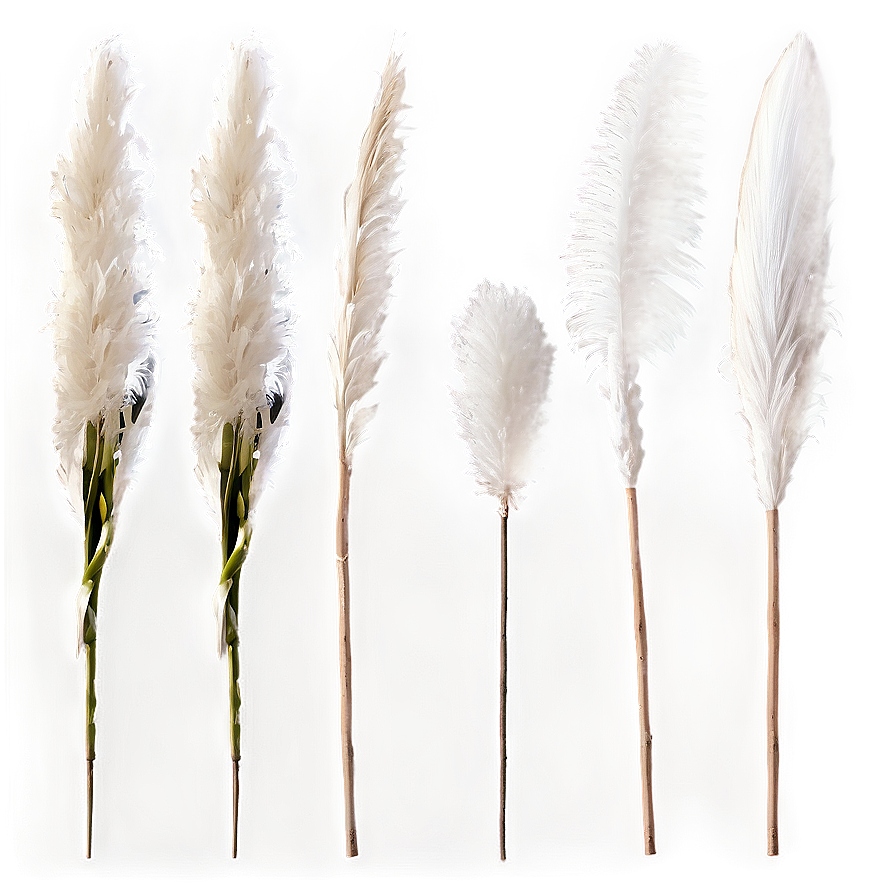 White Pampas Decor Png 46