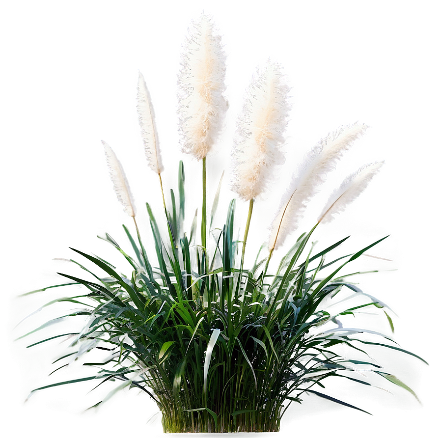 White Pampas Grass Png Rhw67