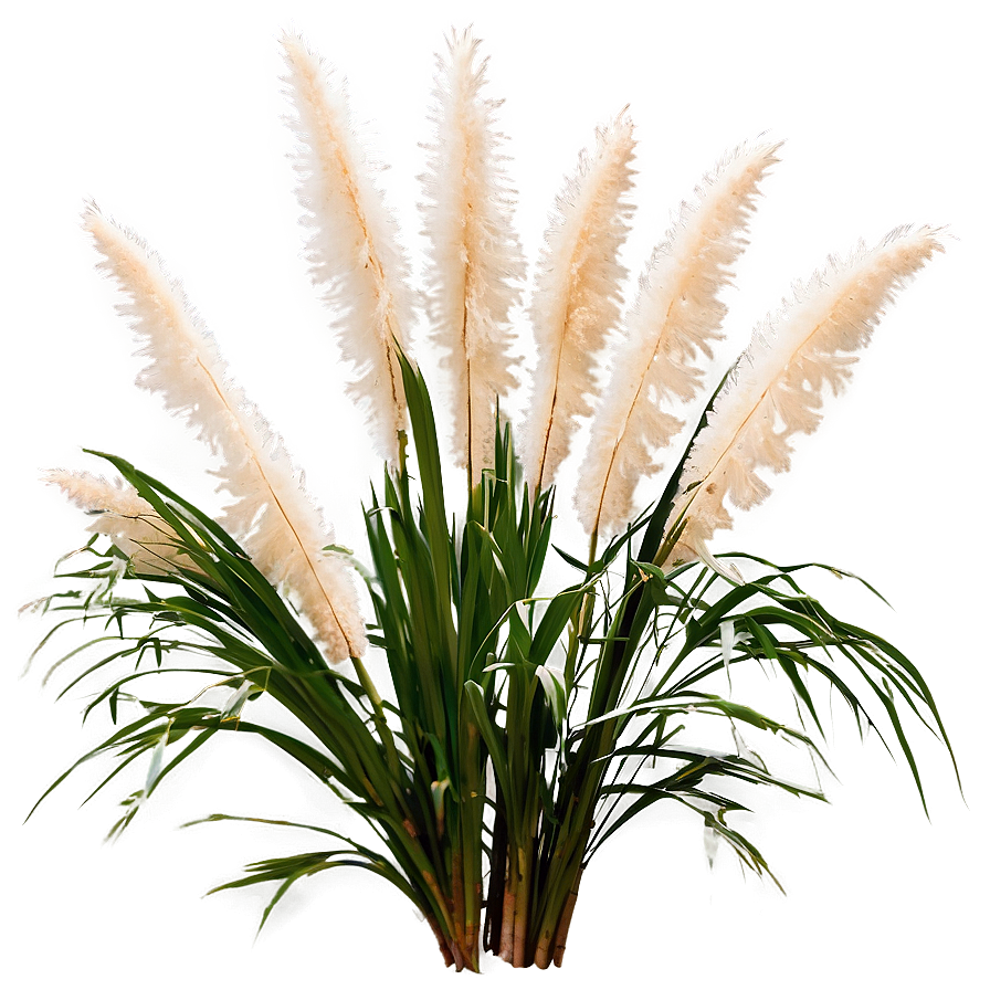 White Pampas Grass Png Wte