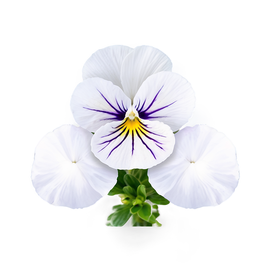 White Pansy Png 24