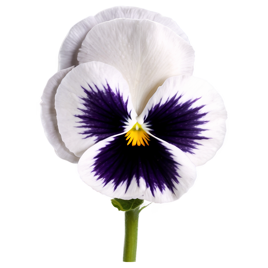 White Pansy Png Fet