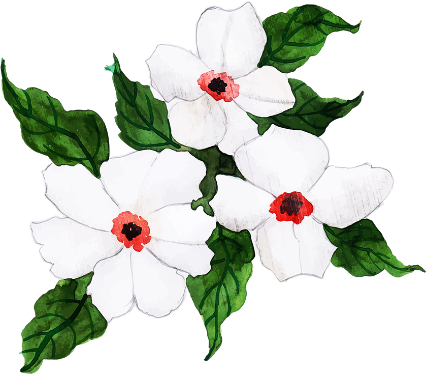 White Periwinkle Flowers Illustration