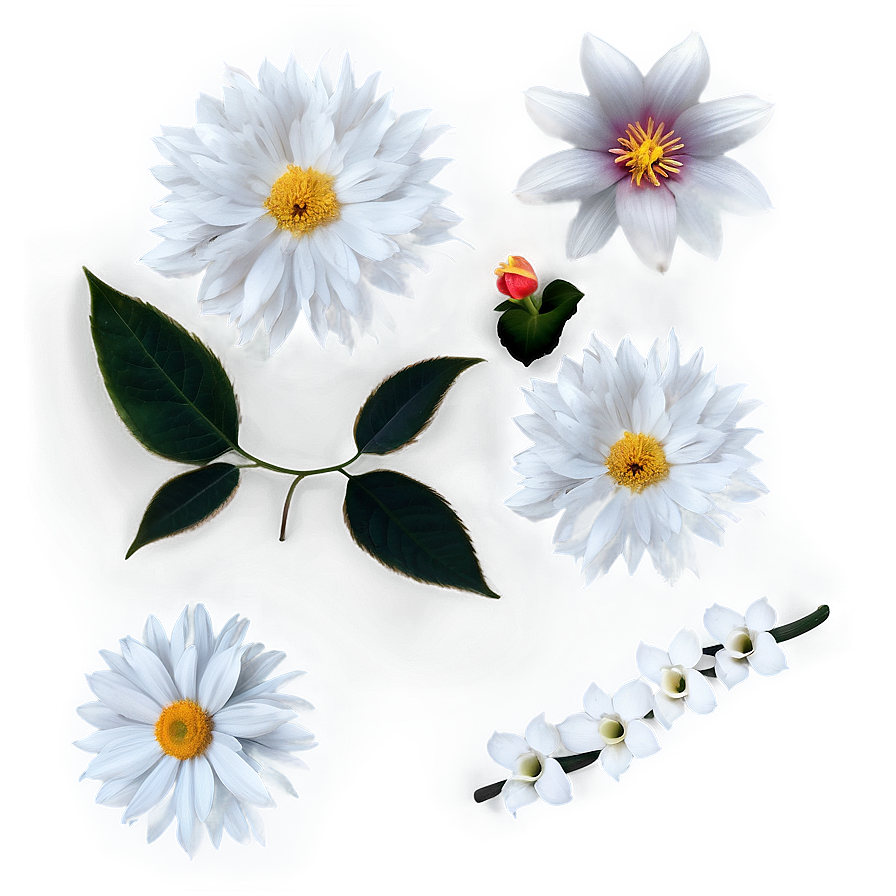 White Petals Png 06292024