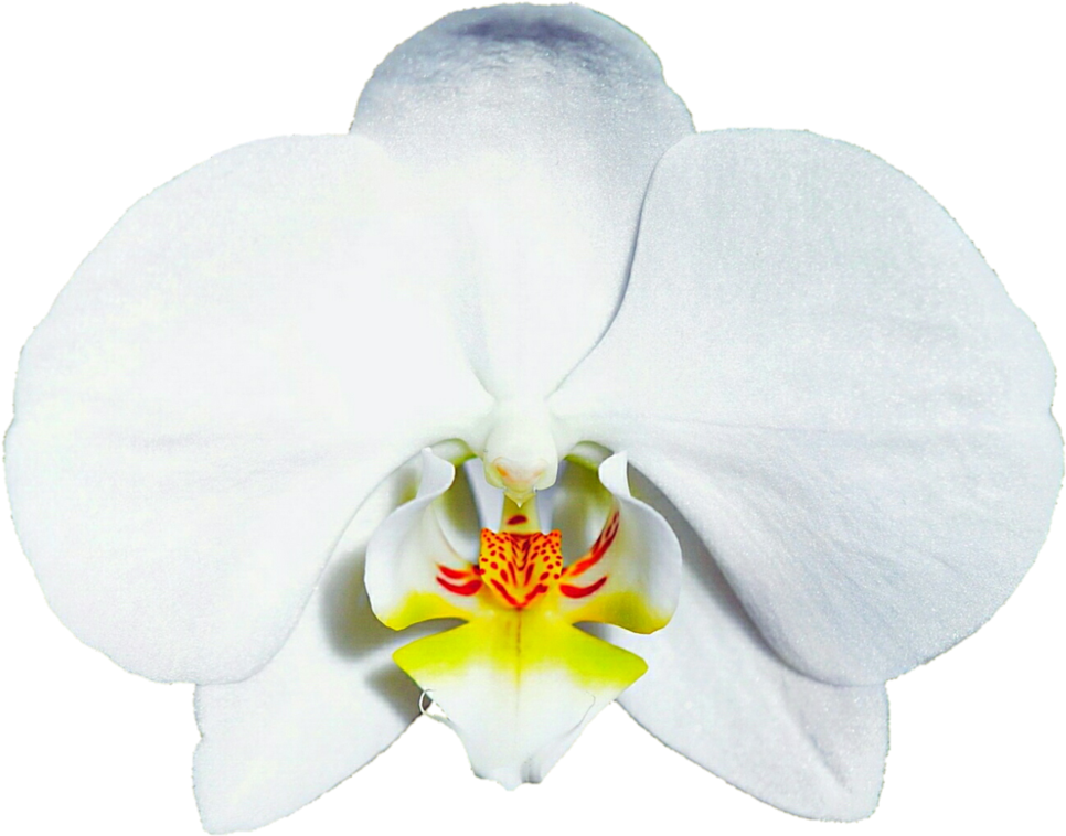 White Phalaenopsis Orchid Bloom