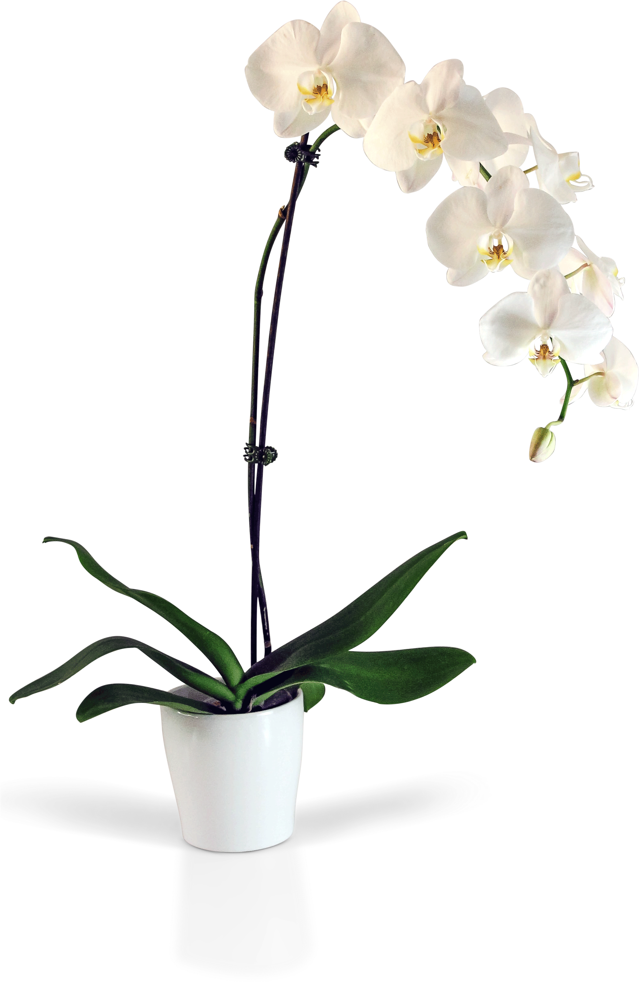 White Phalaenopsis Orchid Potted Plant