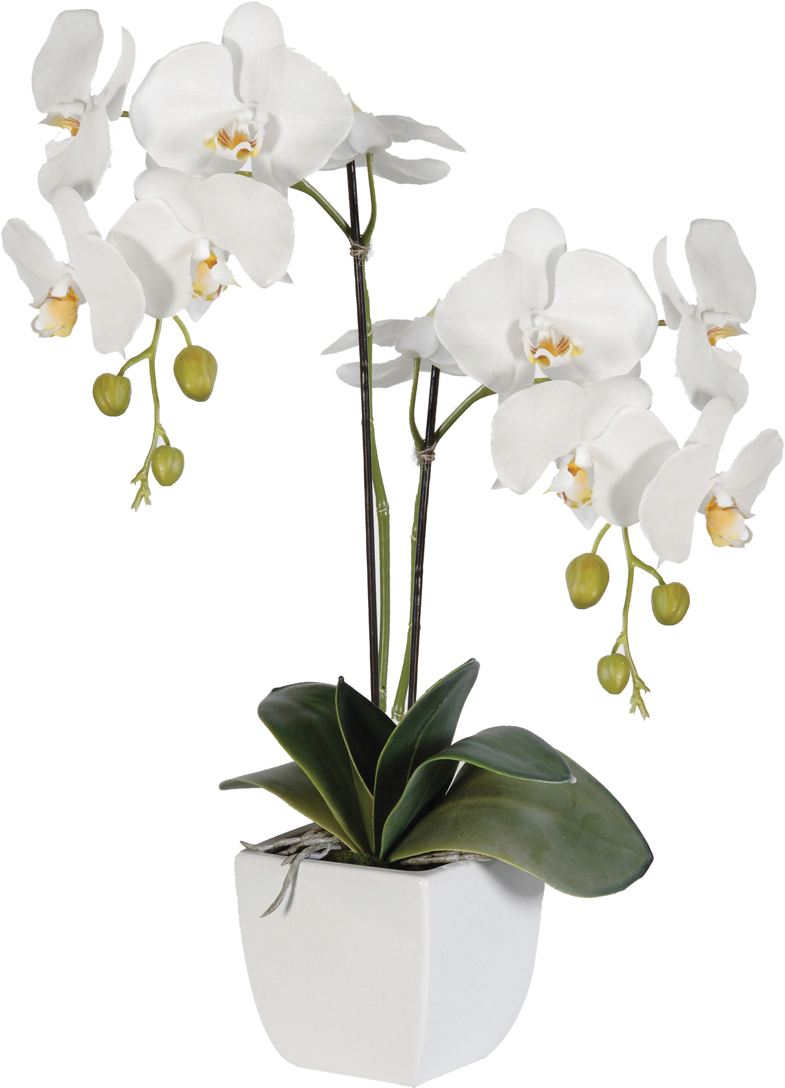 White Phalaenopsis Orchid Potted Plant