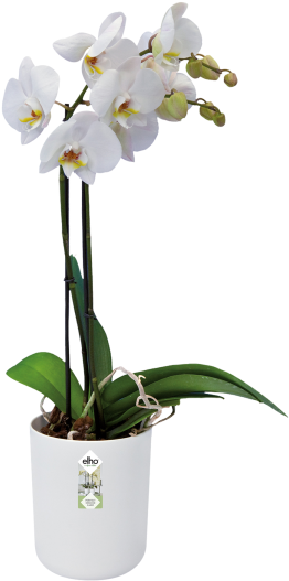 White Phalaenopsis Orchid Potted Plant