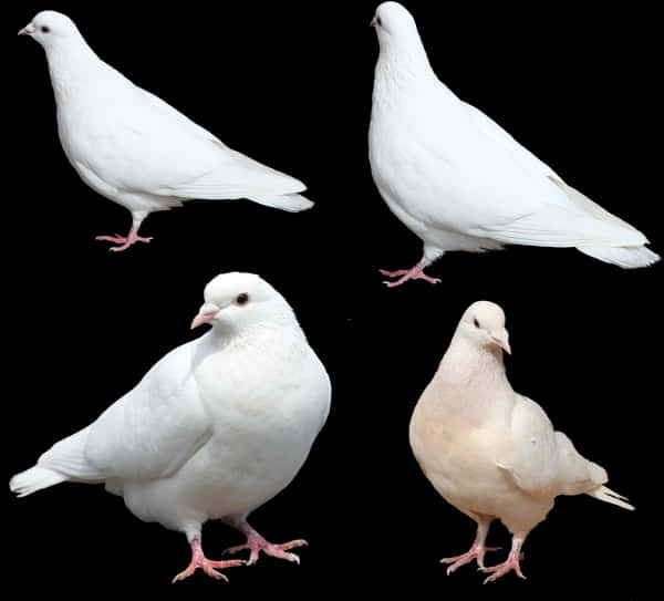 White Pigeons Various Poses