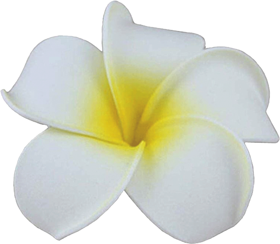 White Plumeria Flower Isolated