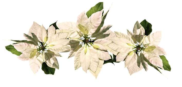 White Poinsettia Christmas Decoration