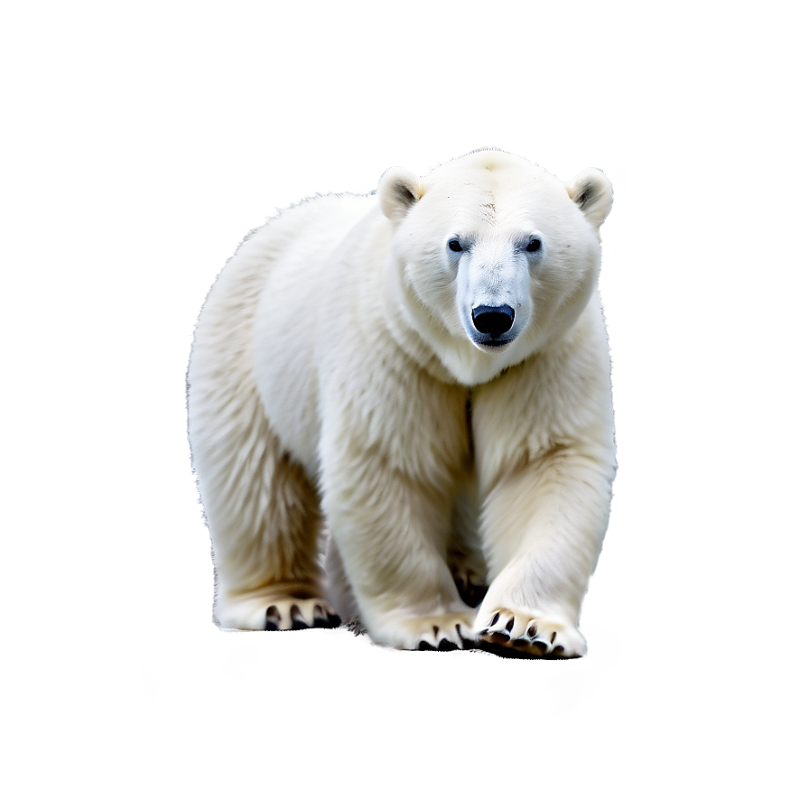 White Polar Bear Png Ynf