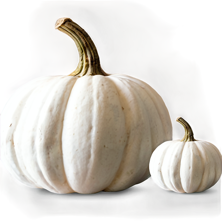 White Pumpkin Display Png Qvl