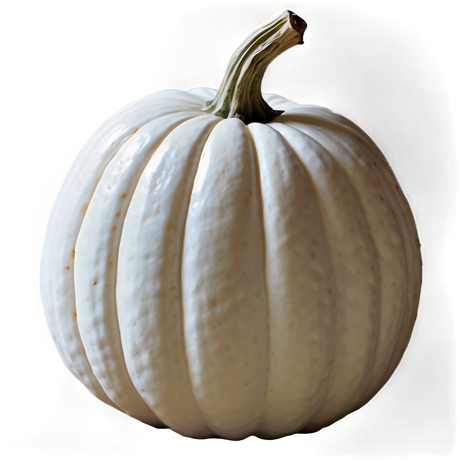 White Pumpkin For Thanksgiving Png Qnt20