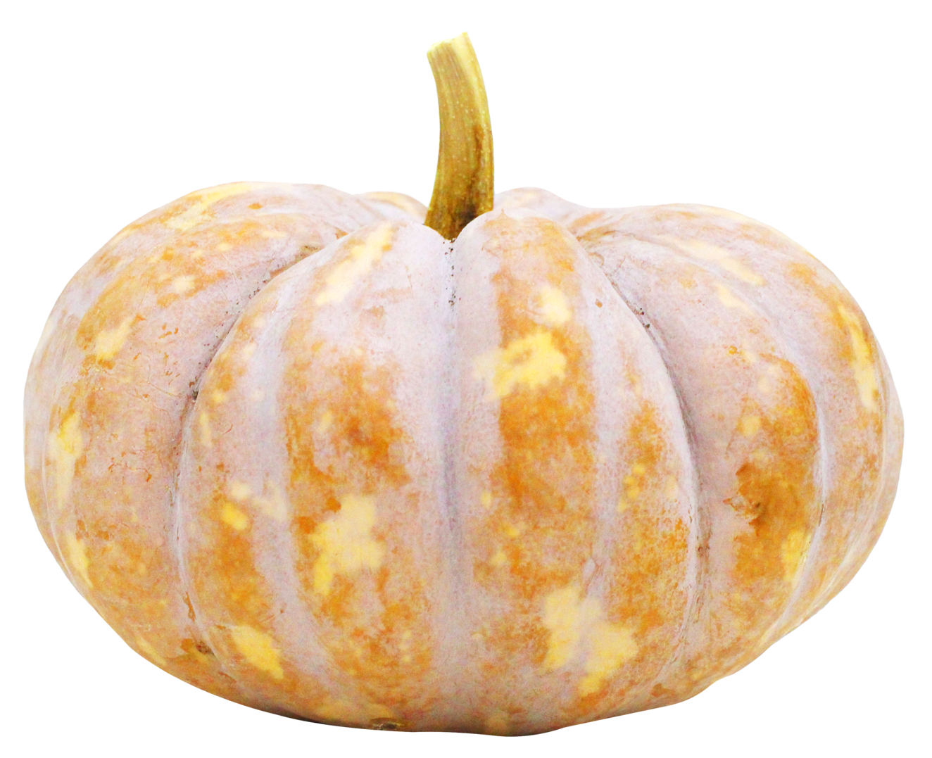 White Pumpkin Isolated Background