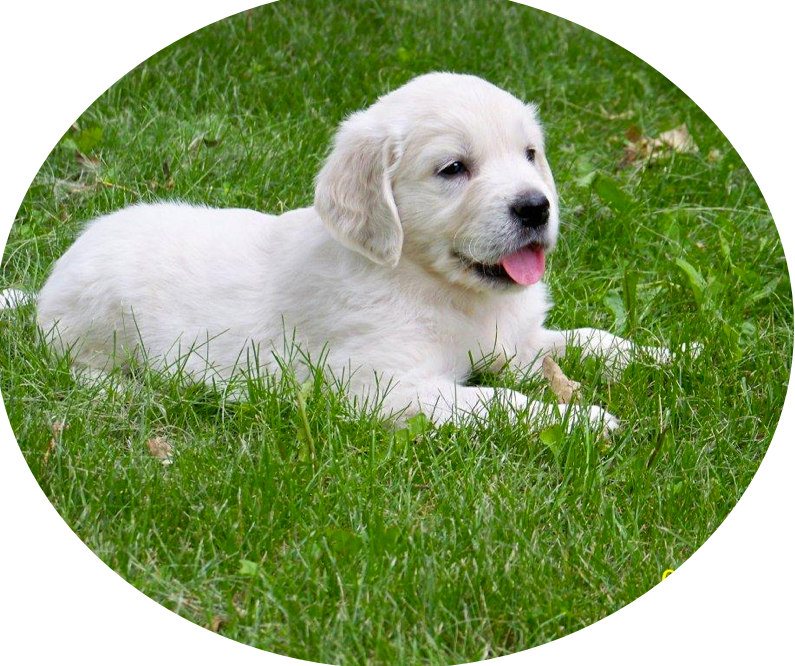 White Puppyin Grass.jpg