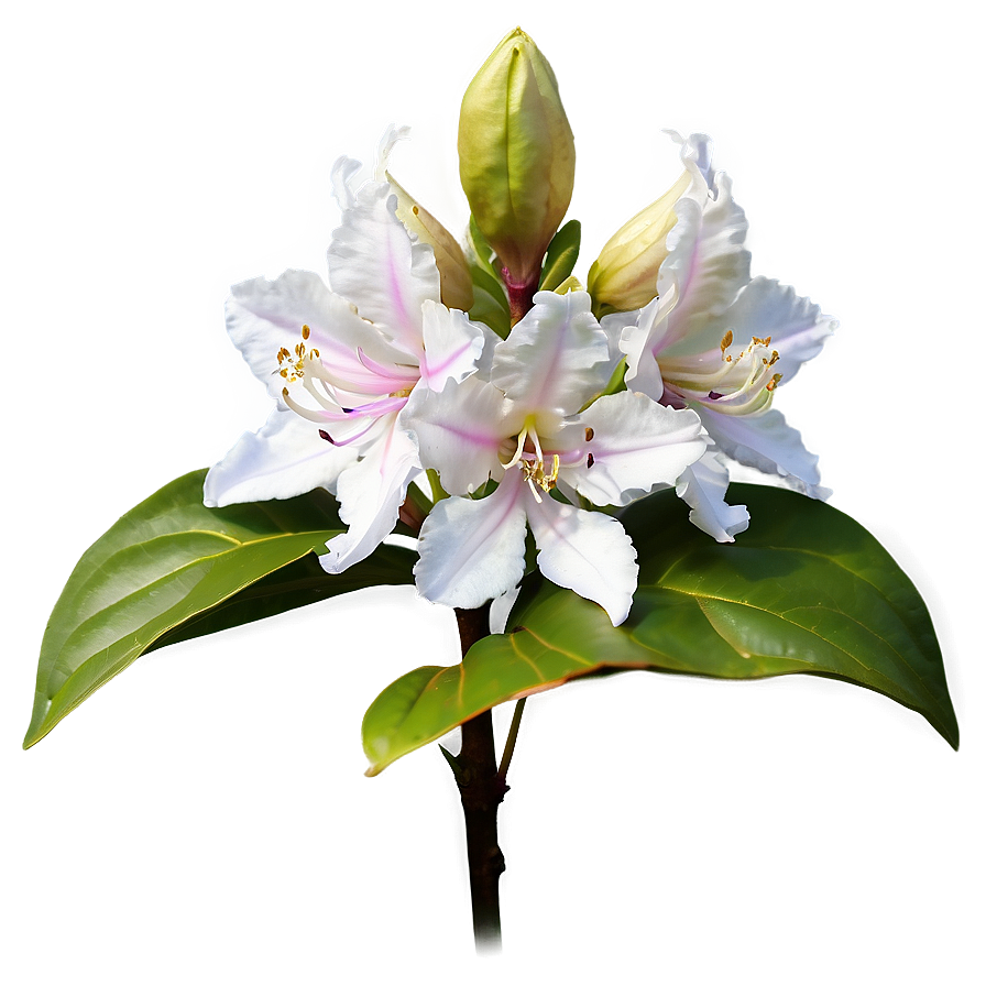 White Rhododendron Png 06282024