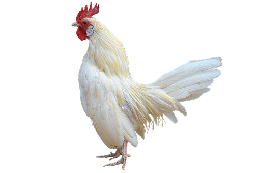 White Rooster Black Background.png