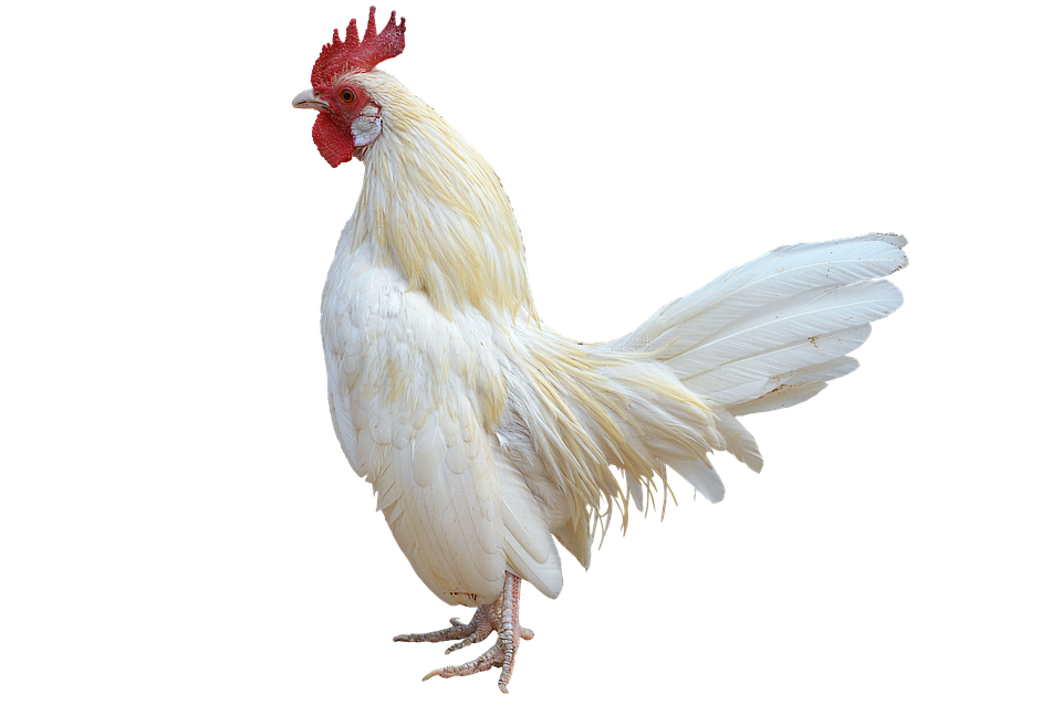 White Rooster Isolatedon Transparent Background.png