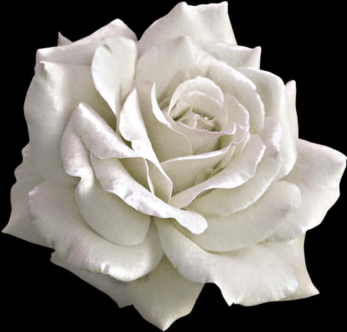 White Rose Black Background