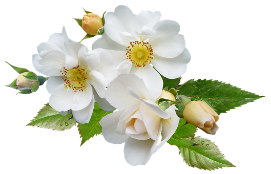 White Rose Bouquet Black Background