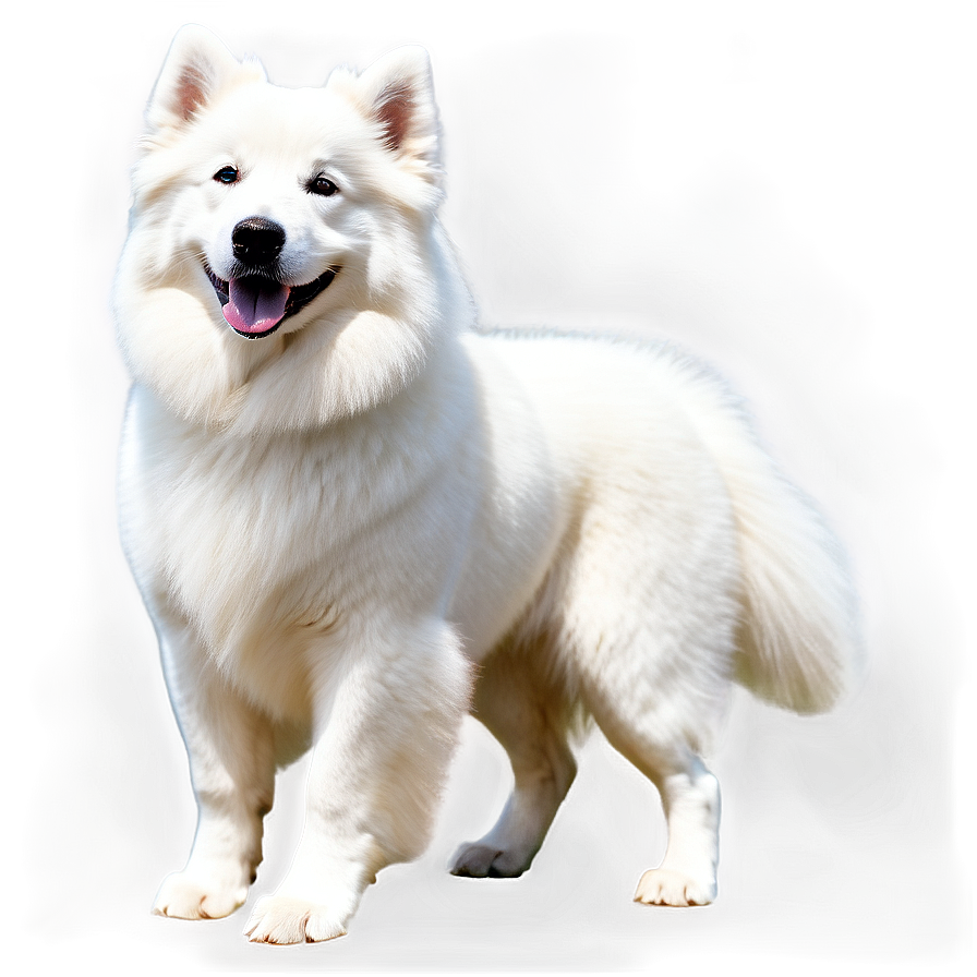 White Samoyed Dog Png 06242024