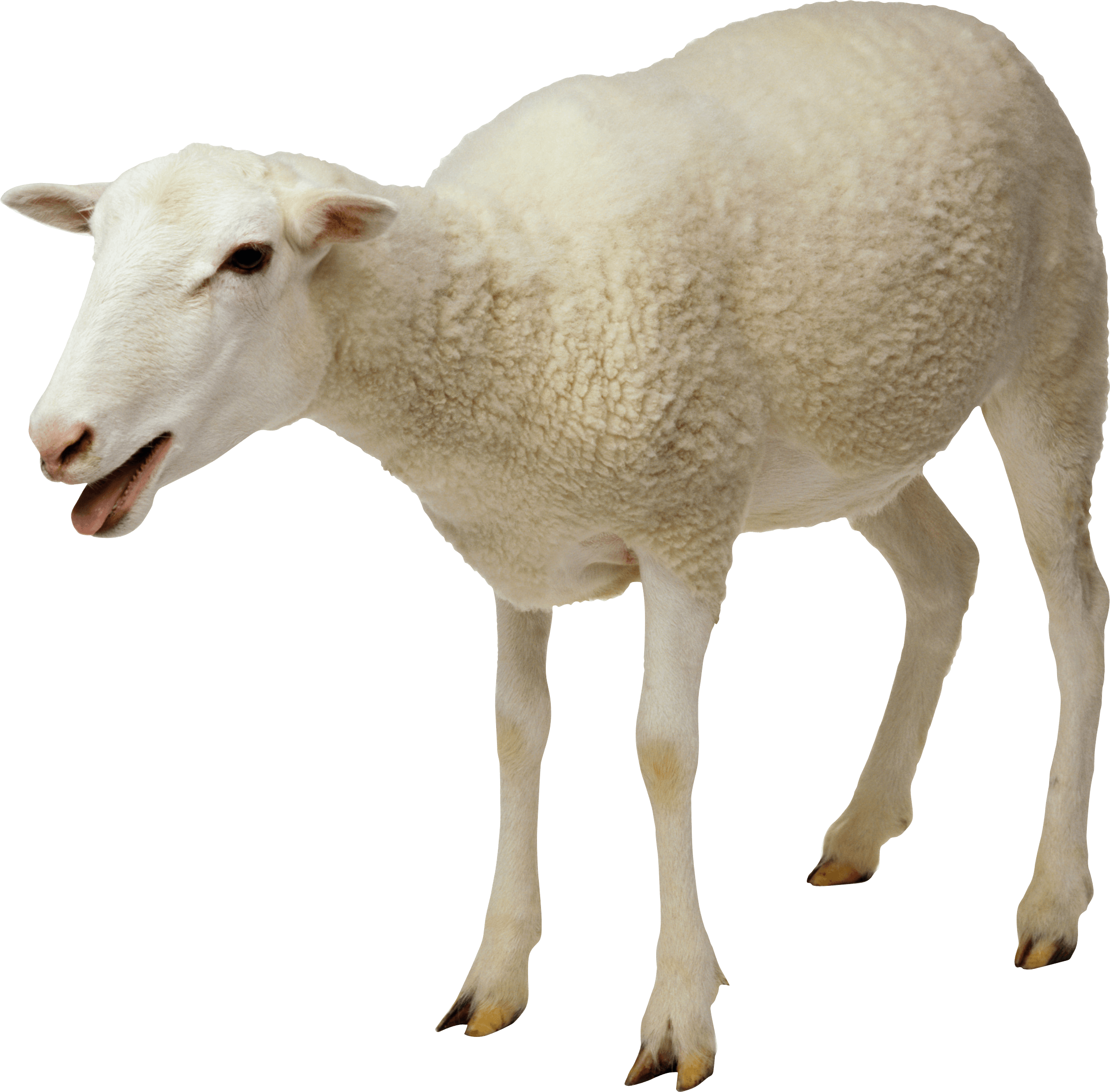 White Sheep Isolated Background