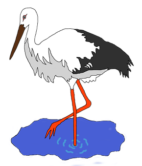 White Stork Illustration