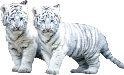 White Tiger Cubs Walking Together